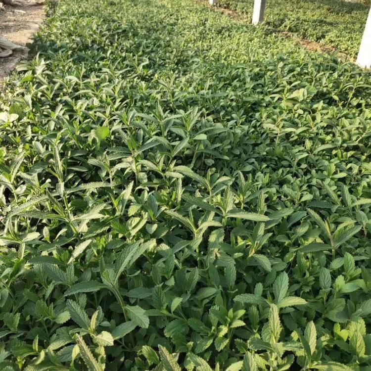 海南马鞭草工程苗多少钱    马鞭草工程苗多少钱