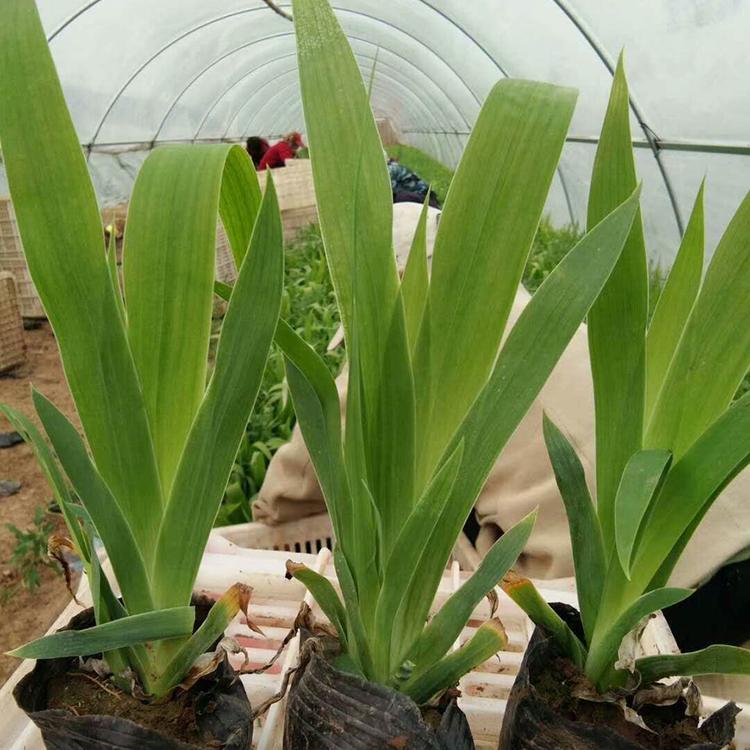 基地直售鸢尾 鸢尾供应商 苗圃直供鸢尾