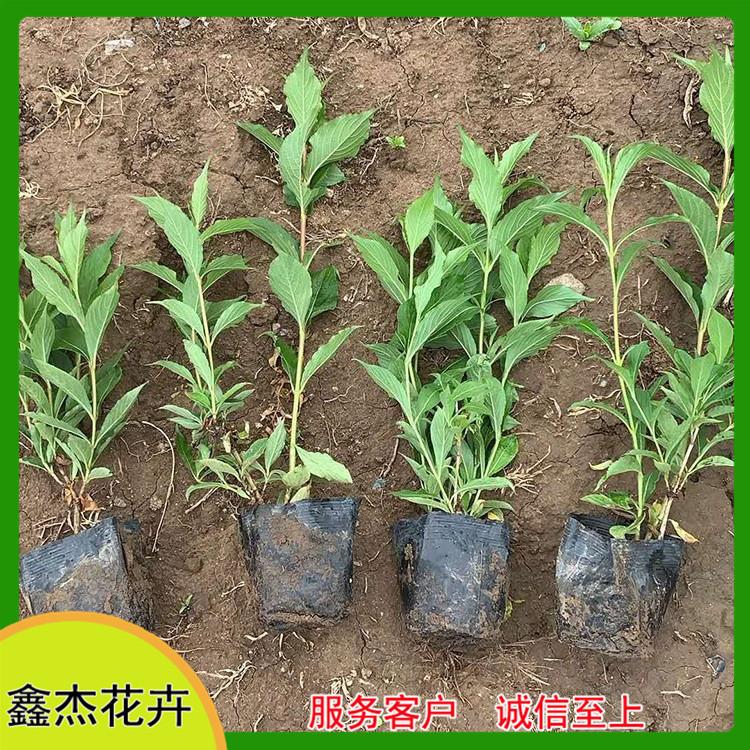 采购基地 红王子锦带苗 红王子锦带供货商