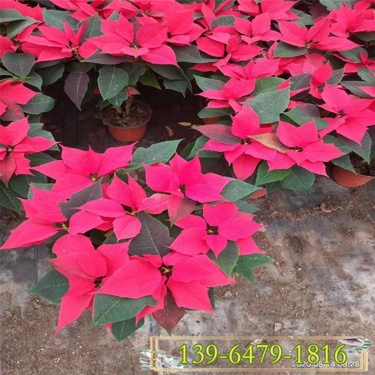 基地批发一品红盆栽 万年红吉祥喜庆 广场租摆盆花