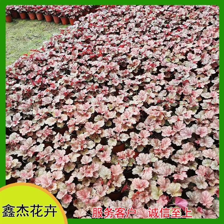 买好苗找鑫杰 青州多年生草本矾根 矾根批发商