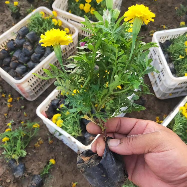 优质孔雀草种植基地