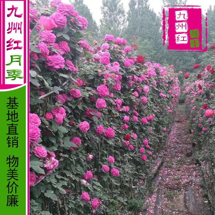 月季花墙-藤蔓月季-市政绿化-造型月季球网墙-拱门月季