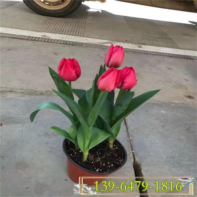 郁金香盆栽鲜花苗 花圃园艺绿化工程苗 红色郁金香花海