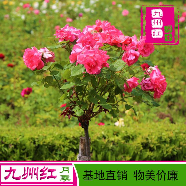 树状月季树厂家批发-九州红-基地直供-支持24小时订购