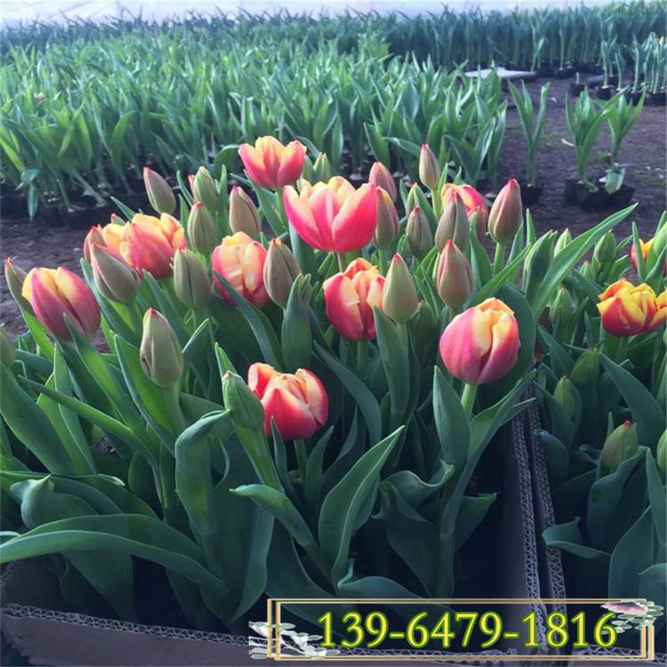 郁金香盆栽价格 郁金香种球 花海工程苗青州花卉绿化