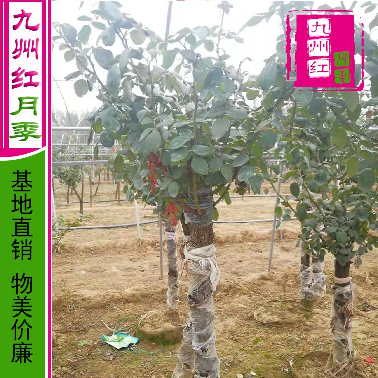 树月季 月季树价格 树桩月季价格 基地直销