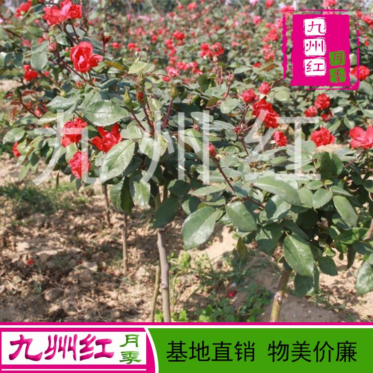 月季批发 大花月季树基地大量直销