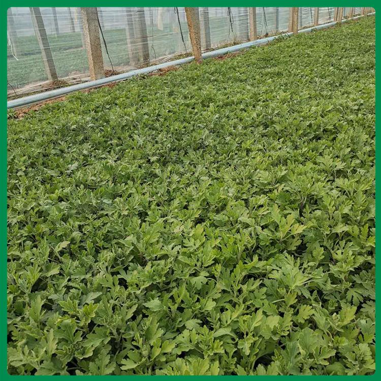 启景批发地被菊杯苗 地被菊价格 量大优惠