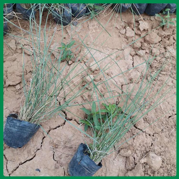 启景供应粉黛乱子草营养钵苗 粉黛乱子草种植基地
