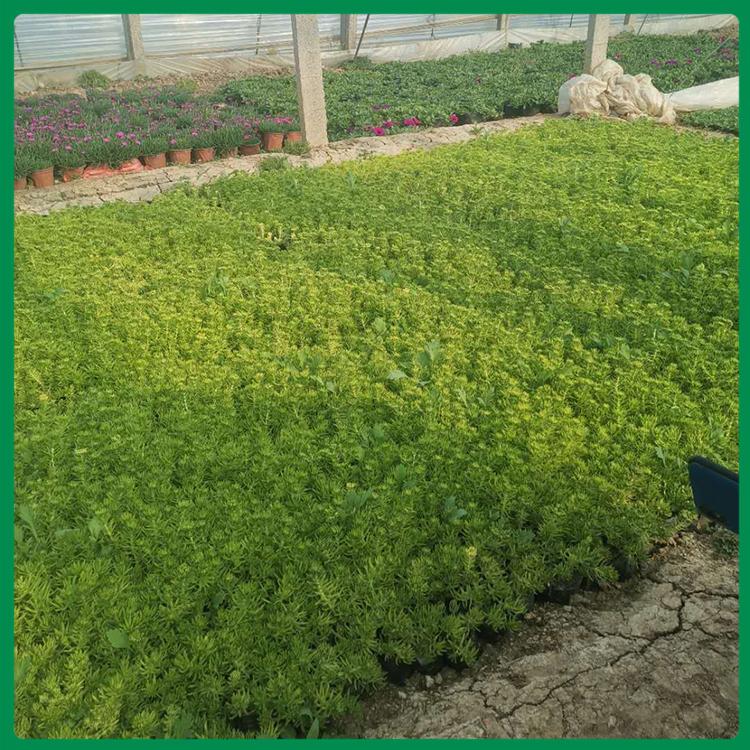 佛甲草种植 绿化用佛甲草价格