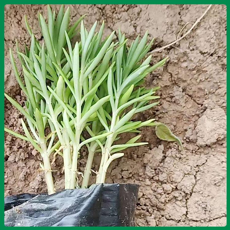 佛甲草供货商 佛甲草小苗种植基地