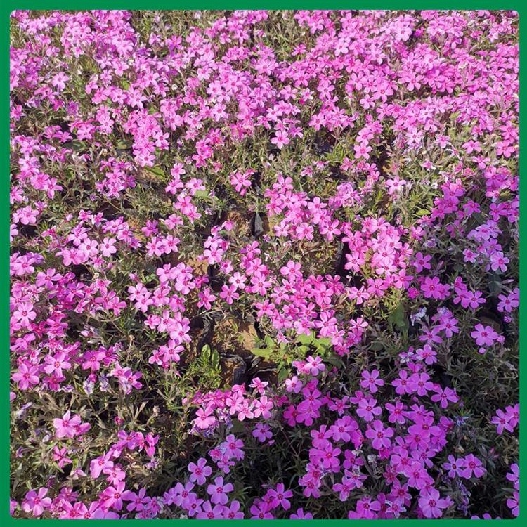 苗圃直供 开花福禄考 福禄考报价