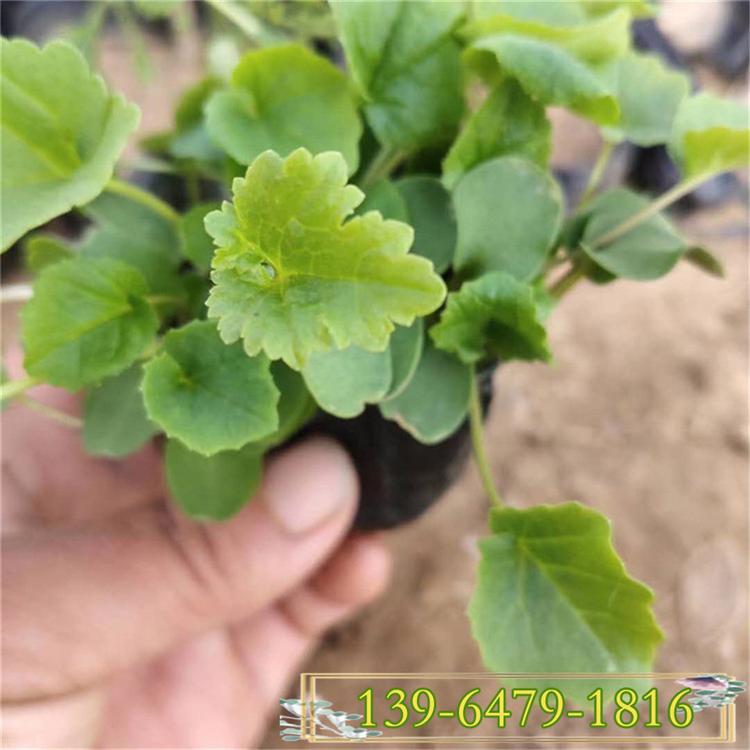 供应二月兰大量批发 二月兰苗子价格 绿化工程早春开花