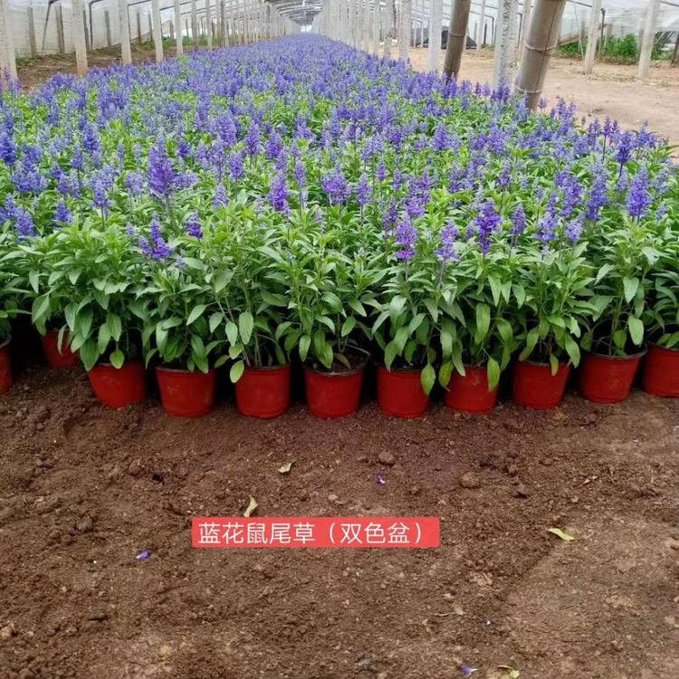 蓝花鼠尾草批发价格 鼠尾草基地 草花鼠尾草 地被鼠尾草基地