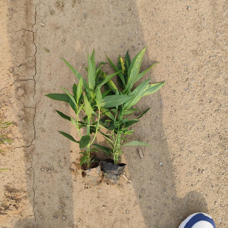 绿化草花假龙头  假龙头的种植基地