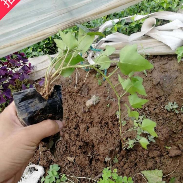 常青藤价格  枫荷梨藤价格 小涵花卉 绿化苗木