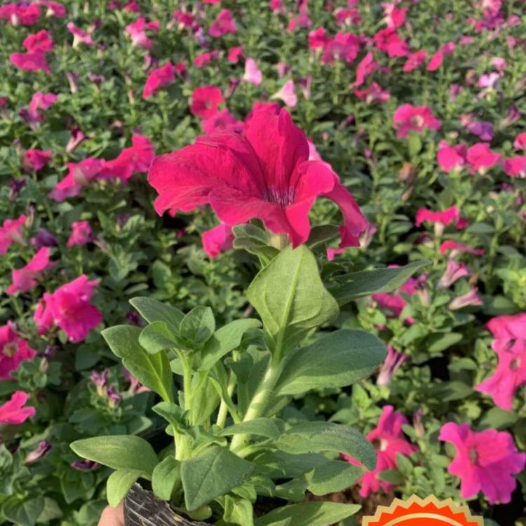 矮牵牛价格  毽子花价格 矮喇叭价格 喇叭花 青州花卉 小涵花卉