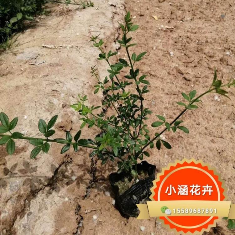 迎春花价格 小黄花价格 金腰带价格 黄梅价格 清明花价格 小涵花卉