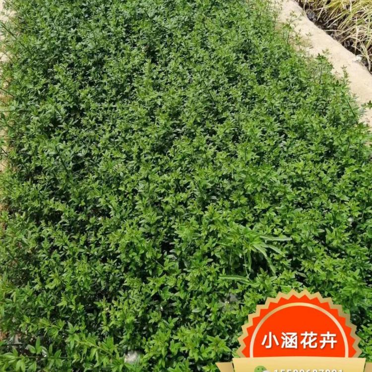 迎春花报价 小黄花报价 金腰带报价 黄梅报价 清明花报价 小涵花卉
