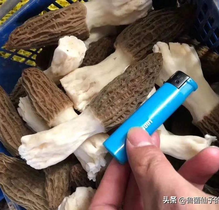 羊肚菌栽培种 优选羊肚菌菌种 经典六妹系列