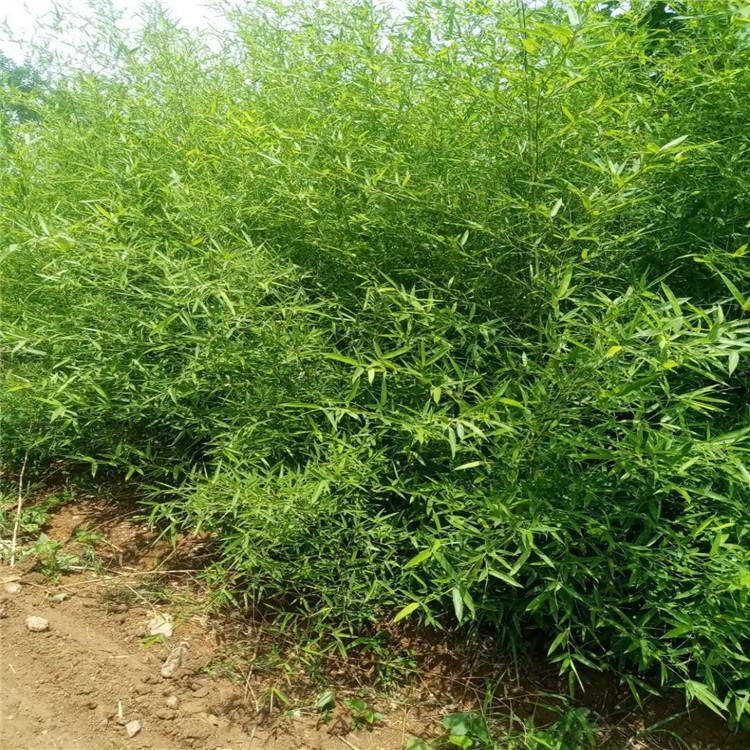 竹子   竹子种植   卓彩供应竹子苗
