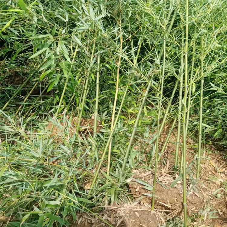 绿化竹子  园林绿化竹子 绿化工程用竹子 竹子基地