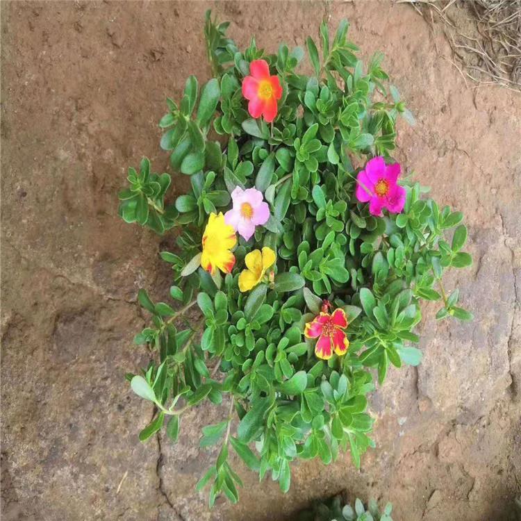 现货出售太阳花  太阳花基地  太阳花 大量现货供应
