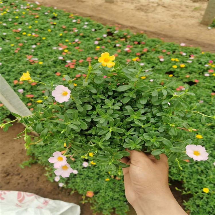 太阳花  太阳花批发  基地直销