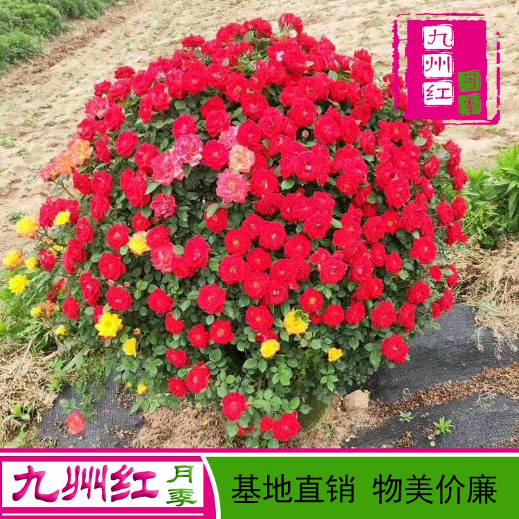 月季花球-藤蔓月季-市政绿化-造型月季球网墙-拱门月季