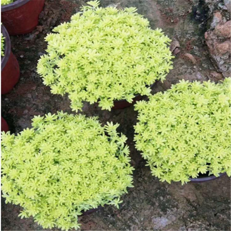 黄金草  黄金草苗子  量大价优  卓彩供应