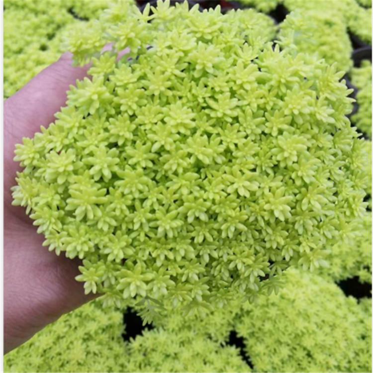 黄金草  黄金草价格   绿化用黄金草  基地直销