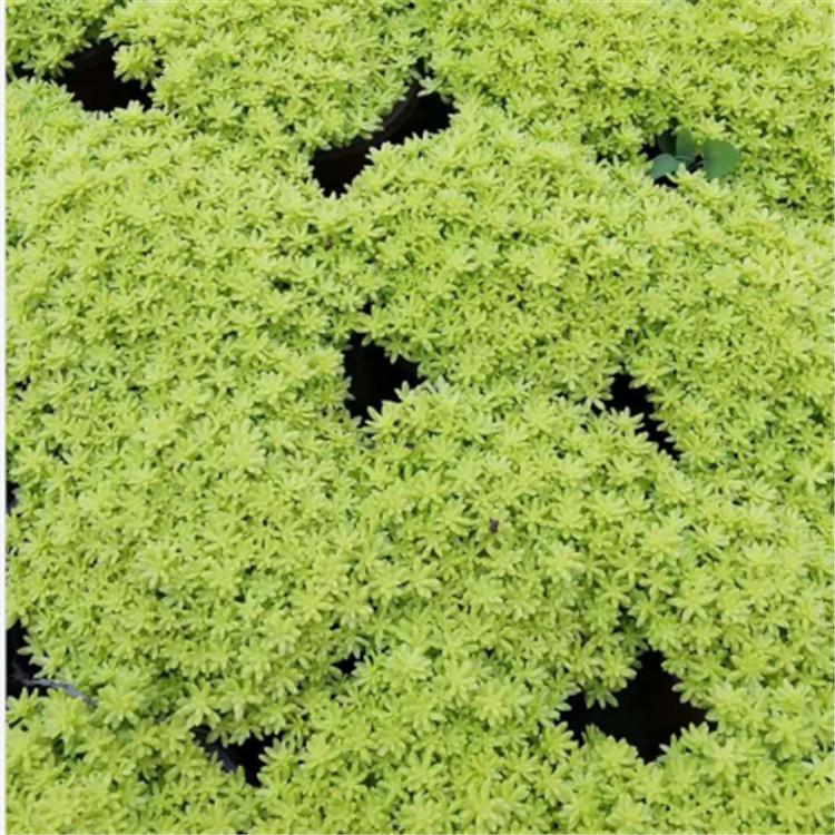 黄金草  黄金草种植  黄金草培育基地