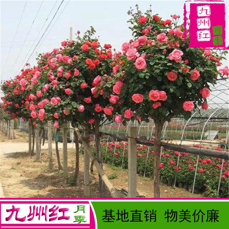 树月季-大花月季树-丰花月季批发价格-九州红-基地直销质量上乘