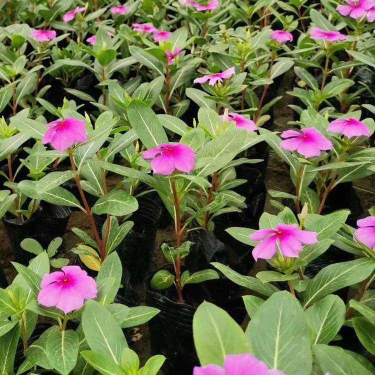 长春花花苗 长春花花苗销售 大量出售长春花花苗