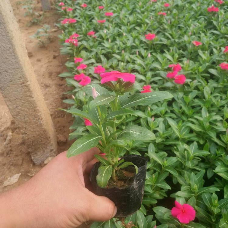 长春花盆花 长春花盆花销售 出售长春花盆花