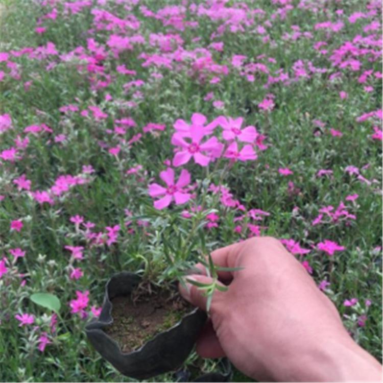 销售 宿根福禄考 山东宿根花卉批发 福禄考价格
