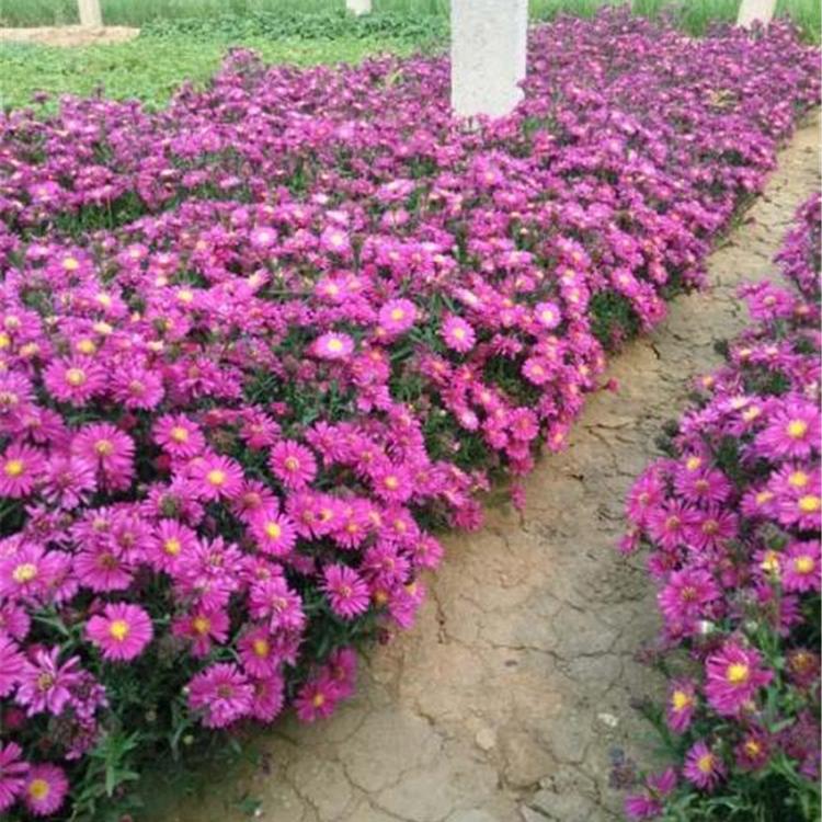 花海优良品种 宿根花卉荷兰菊 青州花卉批发基地