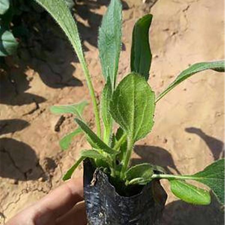 黑心菊小皮碗 青州观赏菊花批发 基地种植 黑心菊销售商