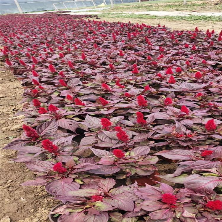 草花植物鸡冠花小苗供货商
