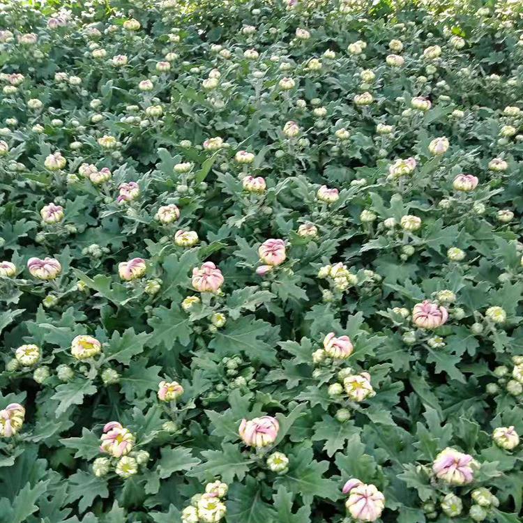 租摆国庆菊销售 国庆菊锦帆出售