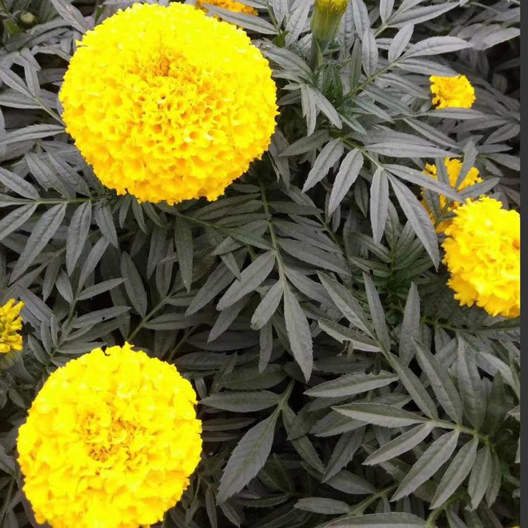 苗圃直供万寿菊 万寿菊小苗 我苗圃批发