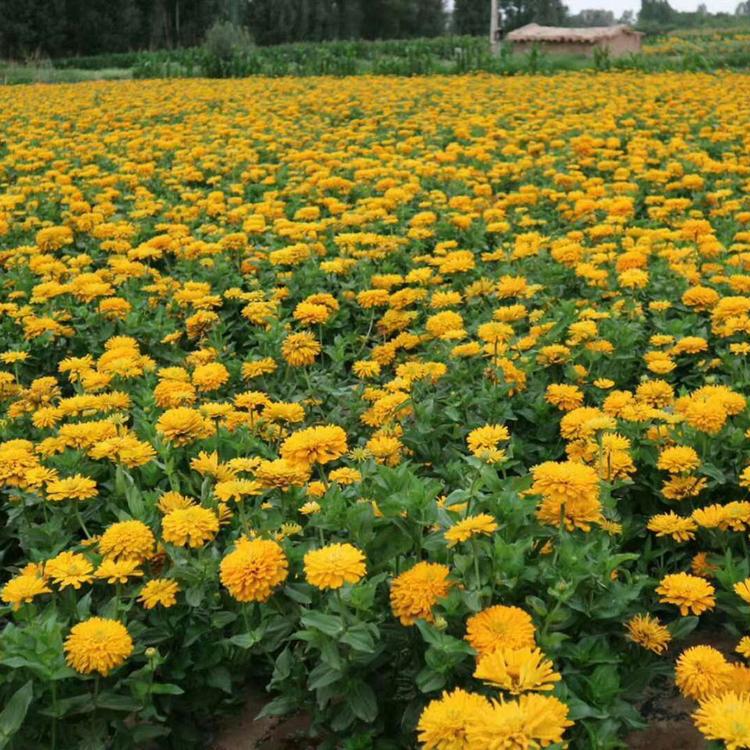百日草基地 青州百日草基地 百日草供货商