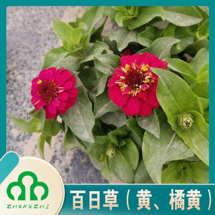 百日草批发商 青州百日草基地 百日草批发报价