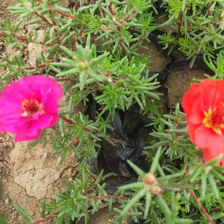 基地批发半枝莲 半枝莲种植基地 质优价廉