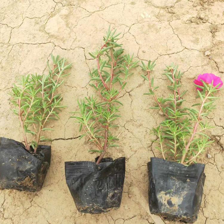 基地批发半枝莲 半枝莲出售 商家可信赖