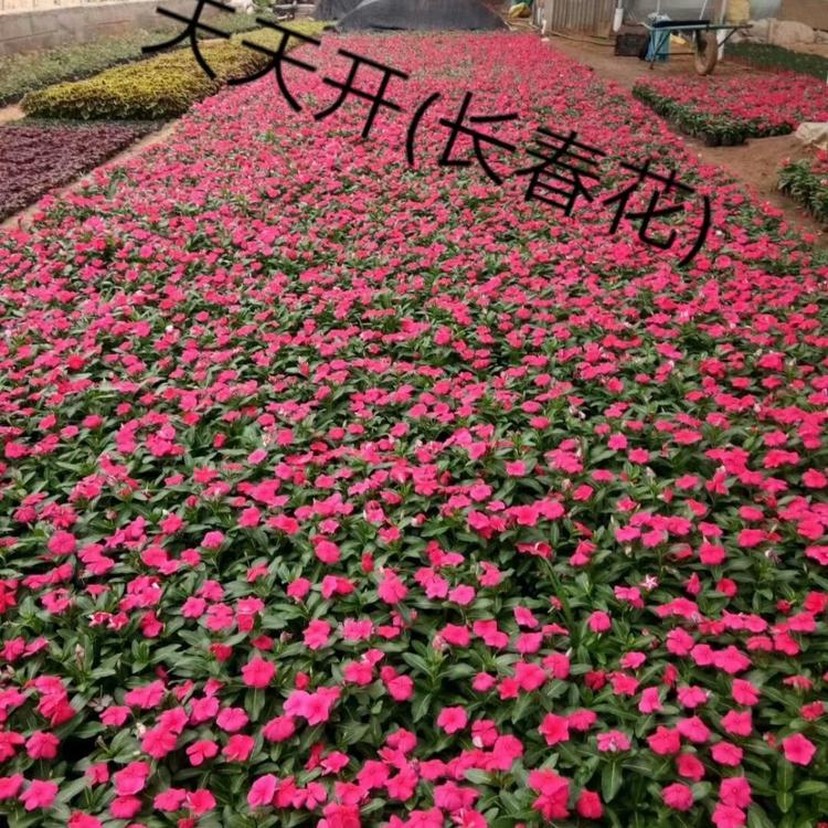 长春花价格  天天开价格报价实惠 长春花穴盘苗批发价格大量