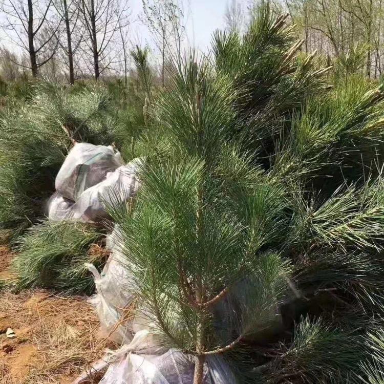 好苗推荐 山东各规格黑松