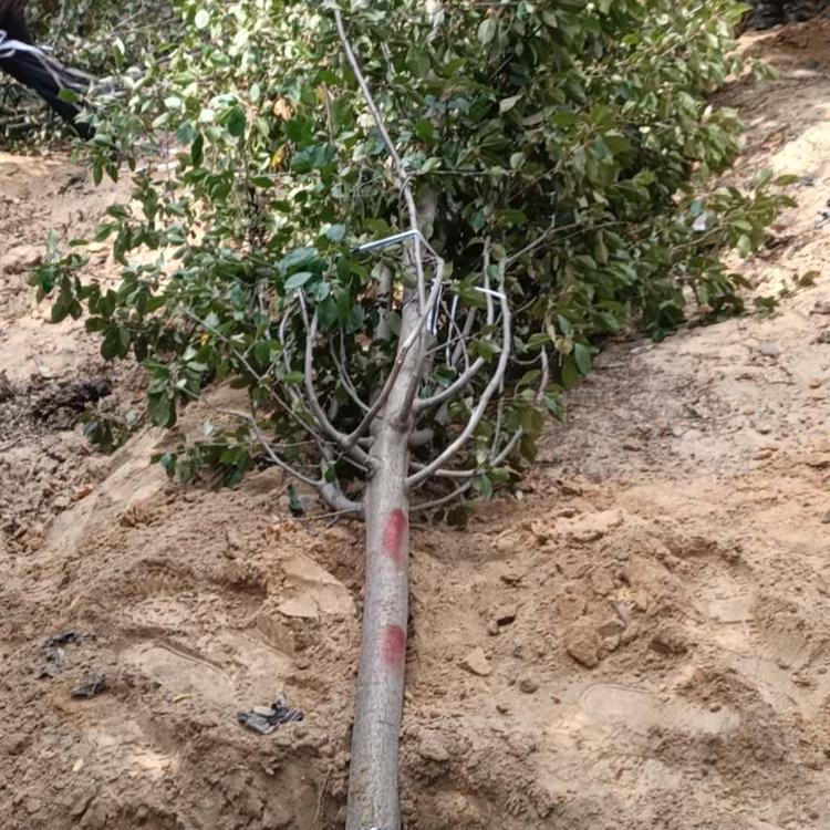 好苗推荐 山东各规格精品红宝石海棠