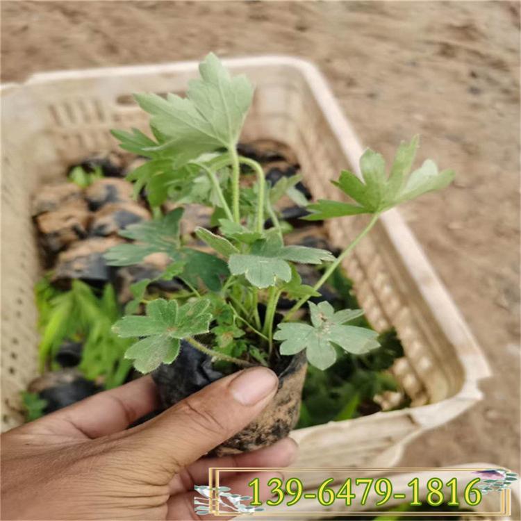 山东多年生大花飞燕草盆苗价格 翠雀花小苗 品种全质量优
